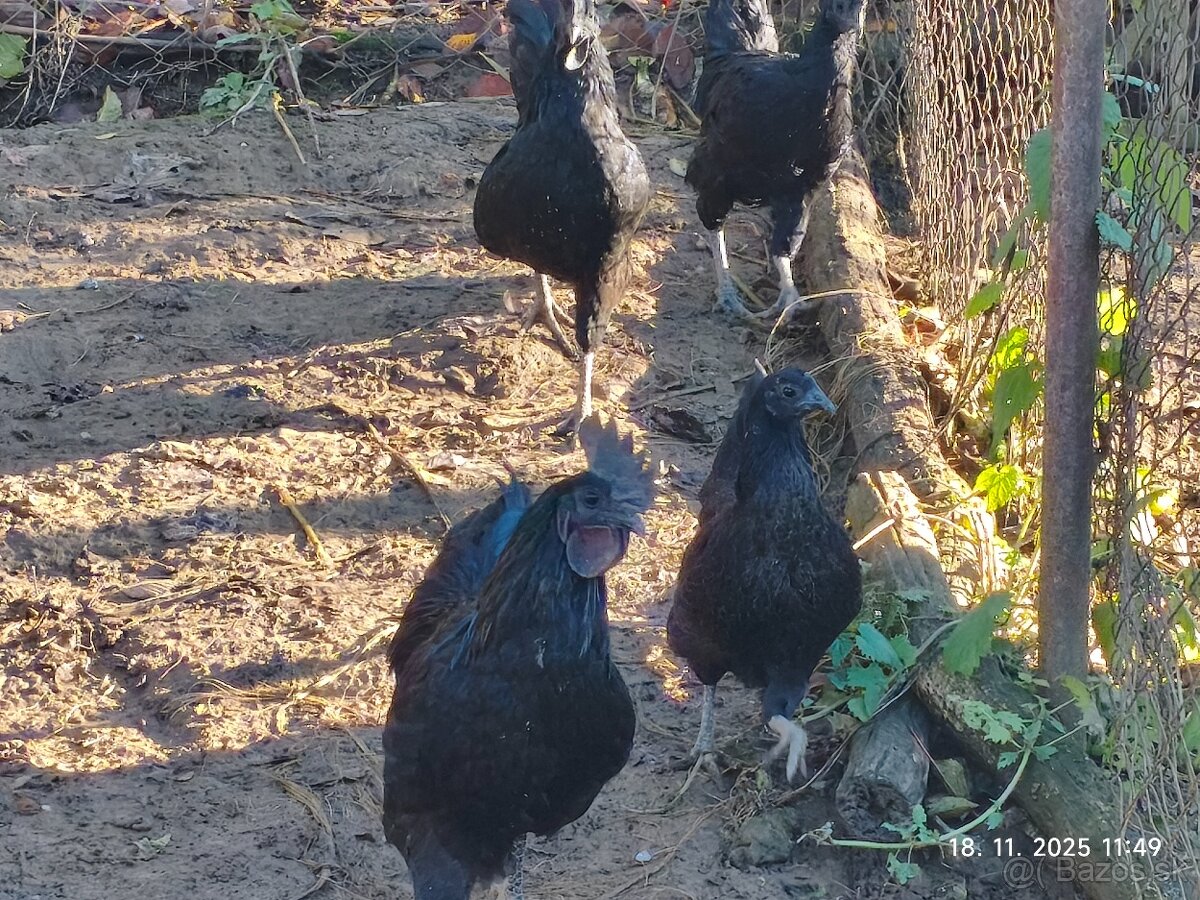 Ayam cemani na predaj - 2