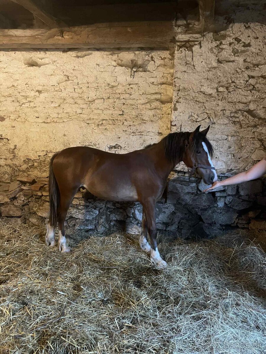 Brzy dvouletý valach Welsh Cob - 2