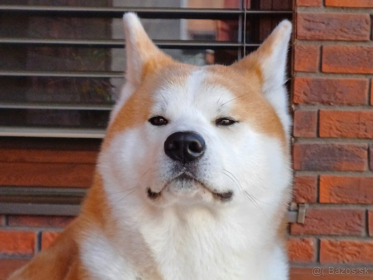 Akita Inu, krytie - 2