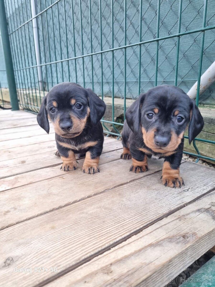 jazvecik trpaslici kratkosrsty - 2