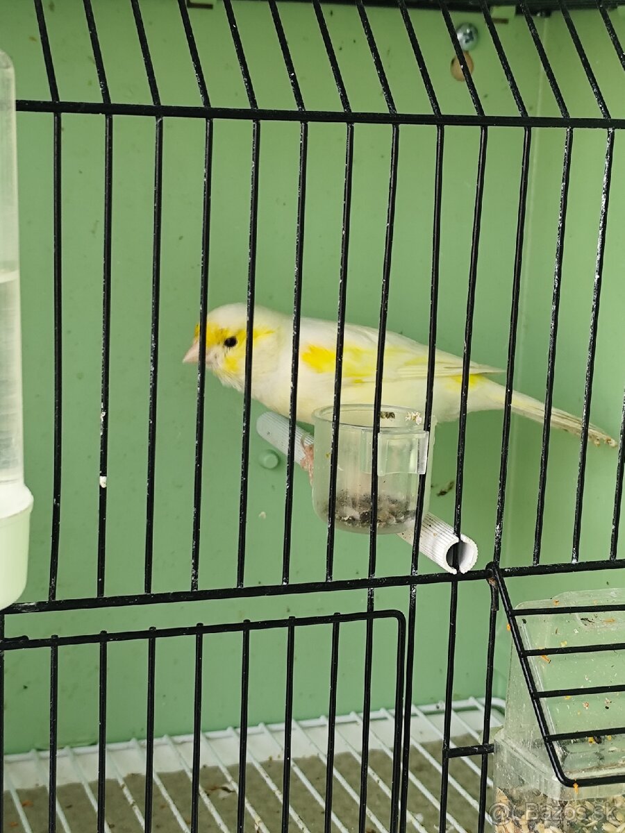 Predám kanárikov . - 2