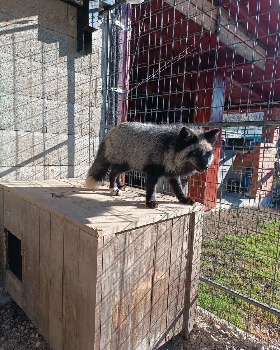 Líška (Vulpes vulpes) - 2