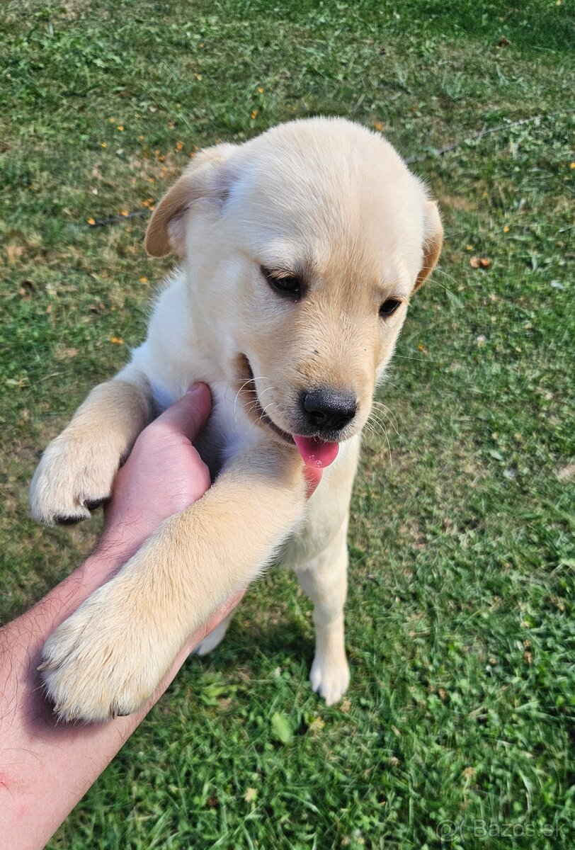 Zlaty labrador / retriver - fenka - 2