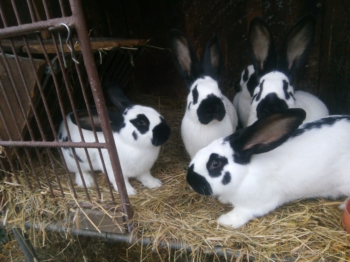 Zajace na predaj - 2