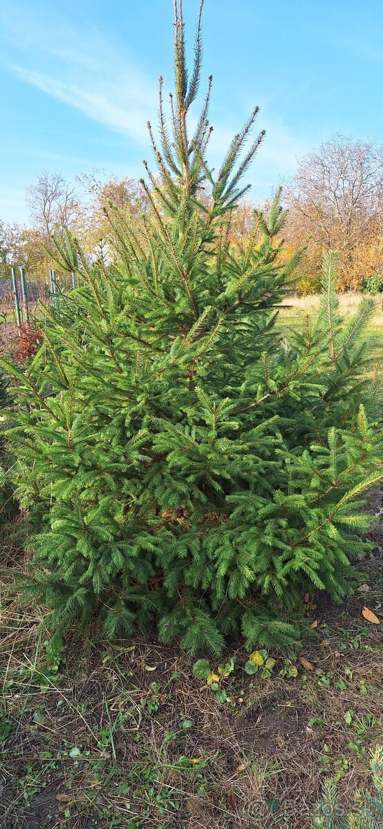 Živé smreky🎄 ako Vianočný stromček🎄 - 2