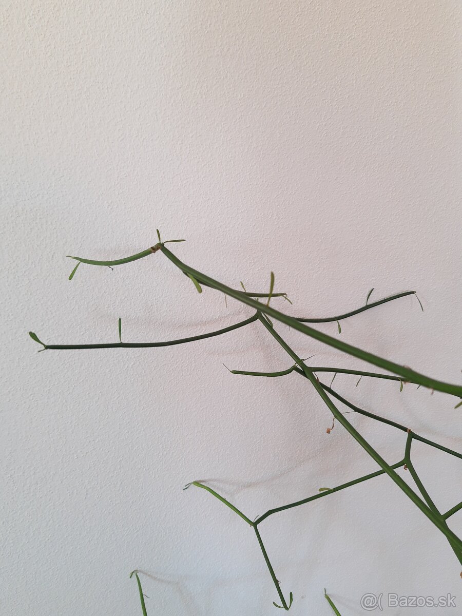 Euphorbia tirucalli - 2