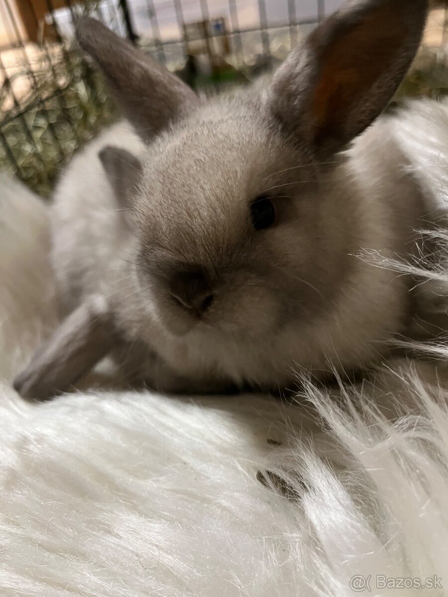 Králik - zajačik minilop - 2