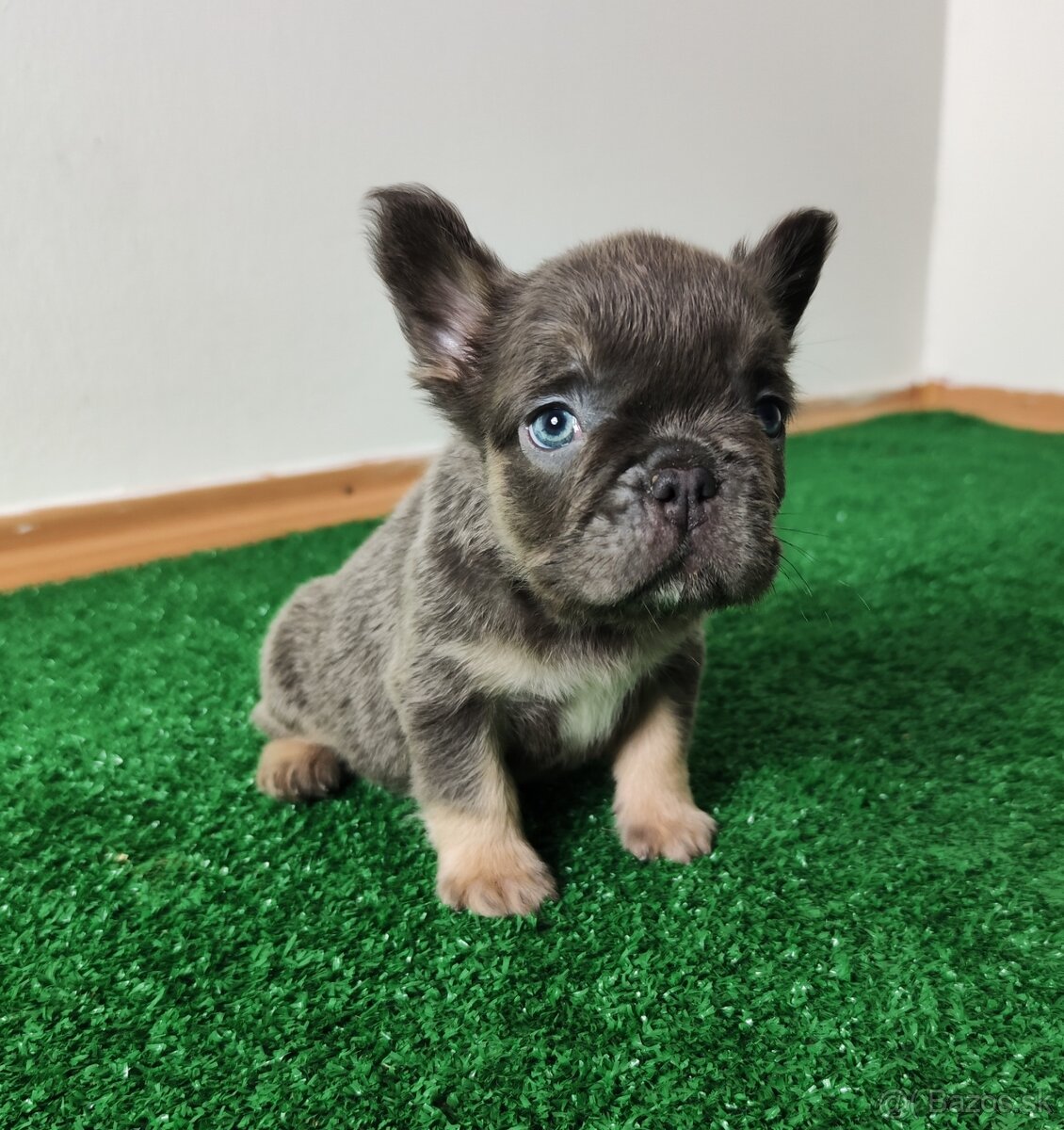 Francuzsky buldocek - 2