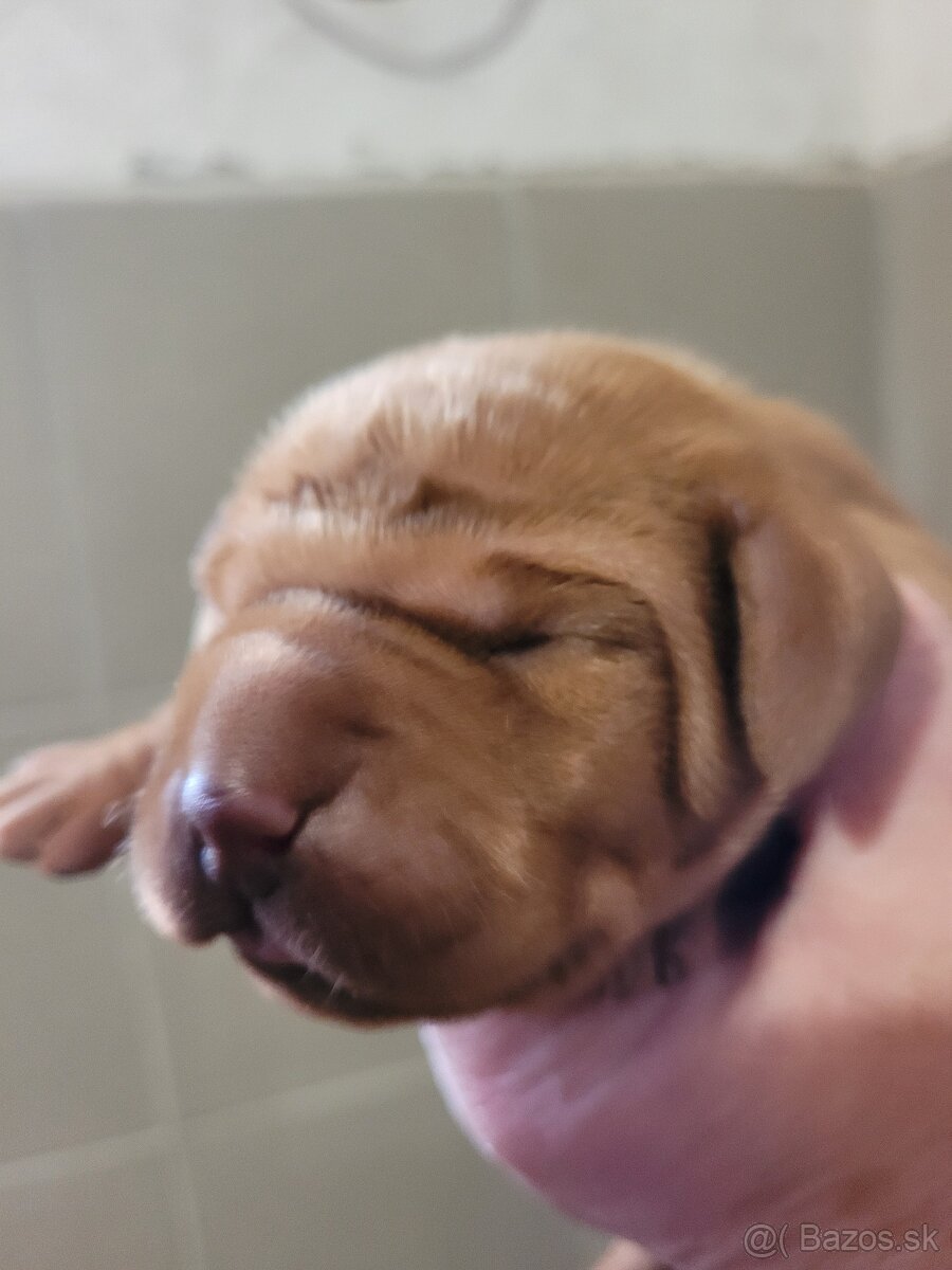 Madarska vyzla šteniatka s PP - 2