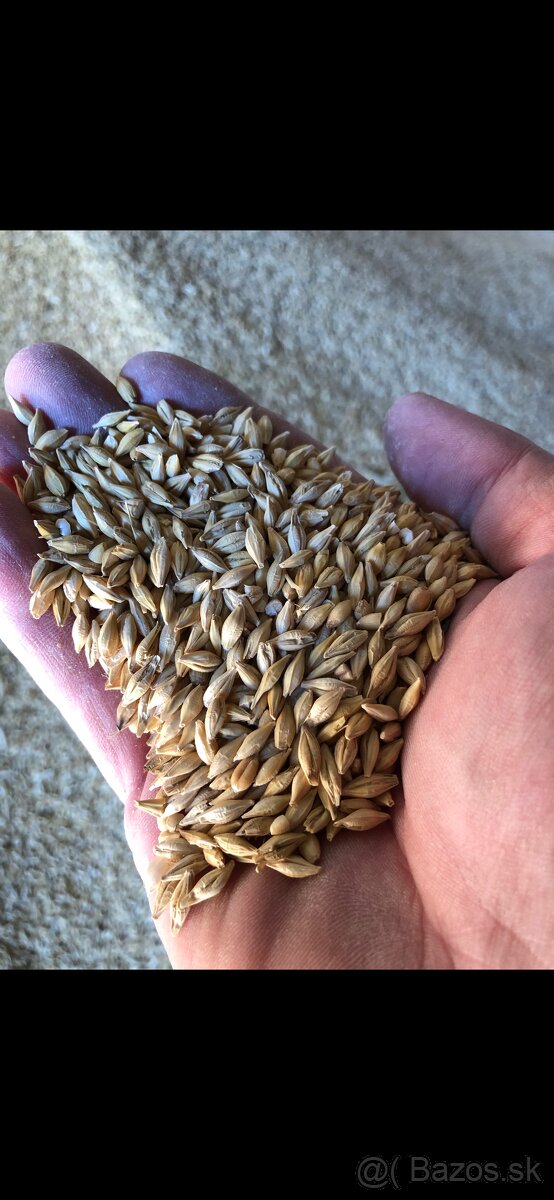 Pšenica a jačmeň - 2