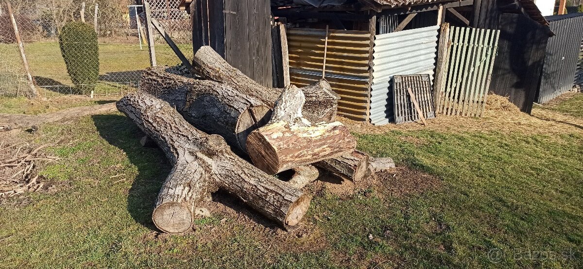 Predám orechové kmene... - 2