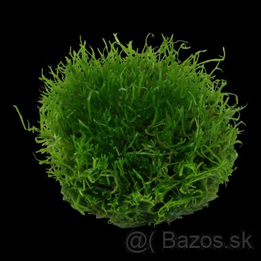 K prodeji mech - Riccia fluitans - 2