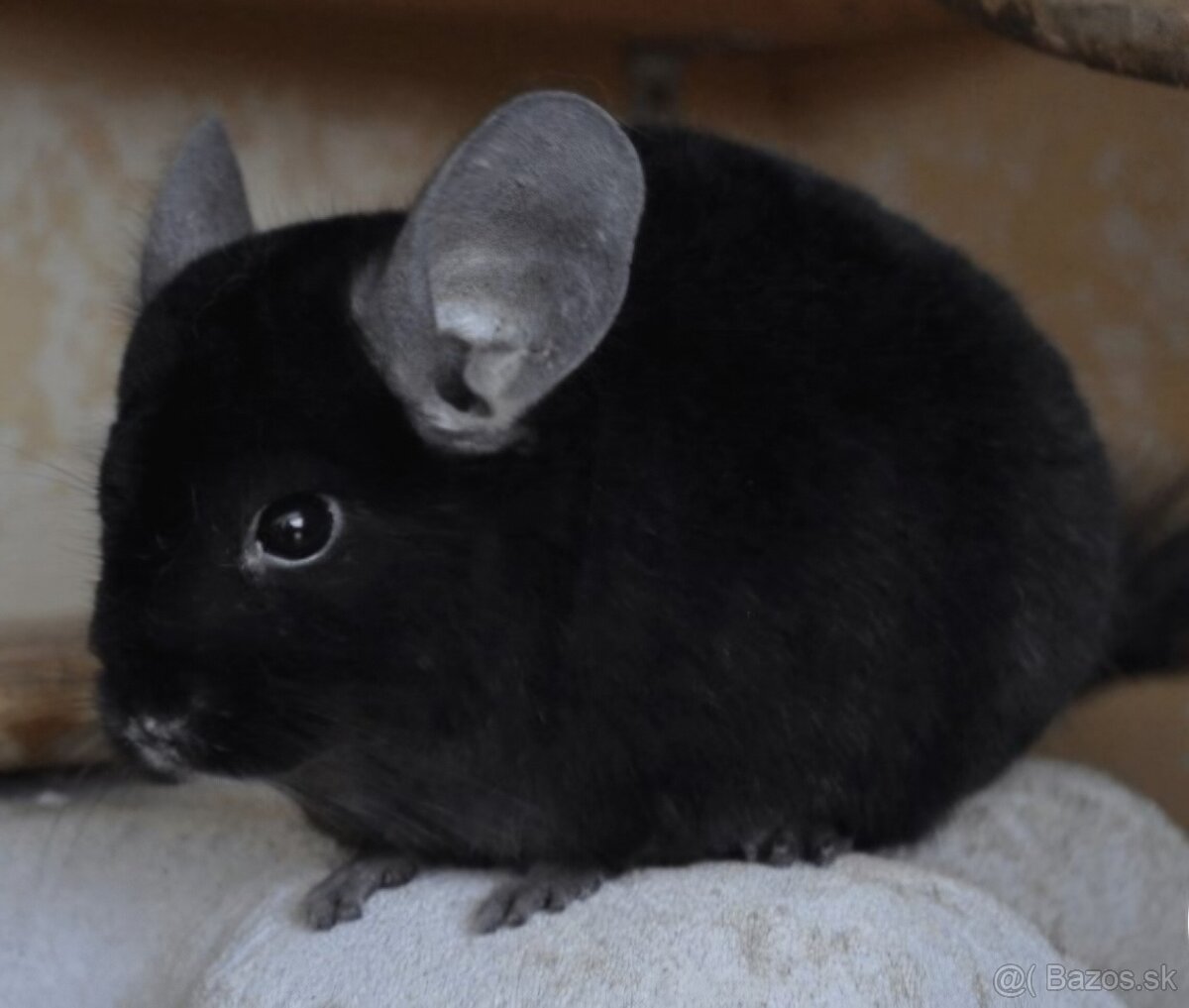 Činčila vlnatá - 2