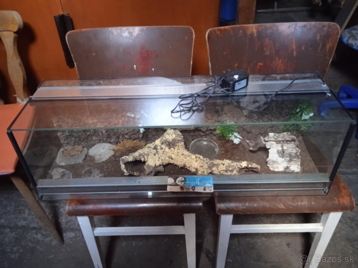 Terarium - 2