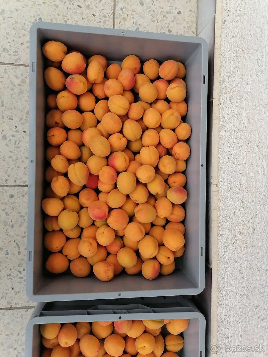 Predám marhule - 2