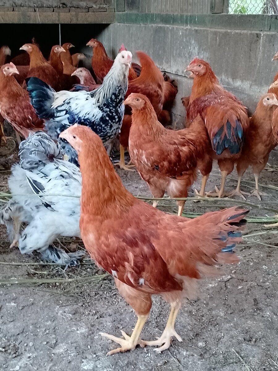 Predám kurcata - 2