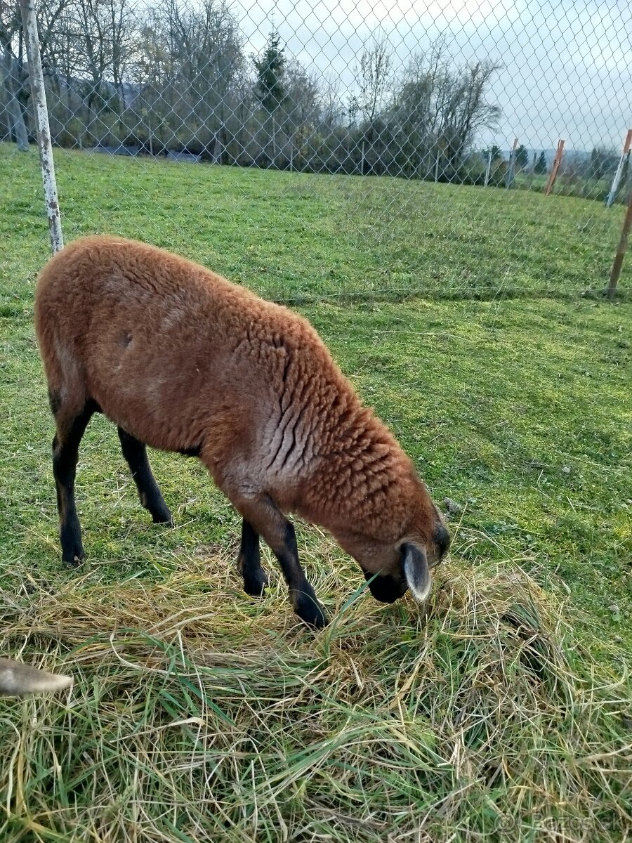 Kamerunsky baran - 2