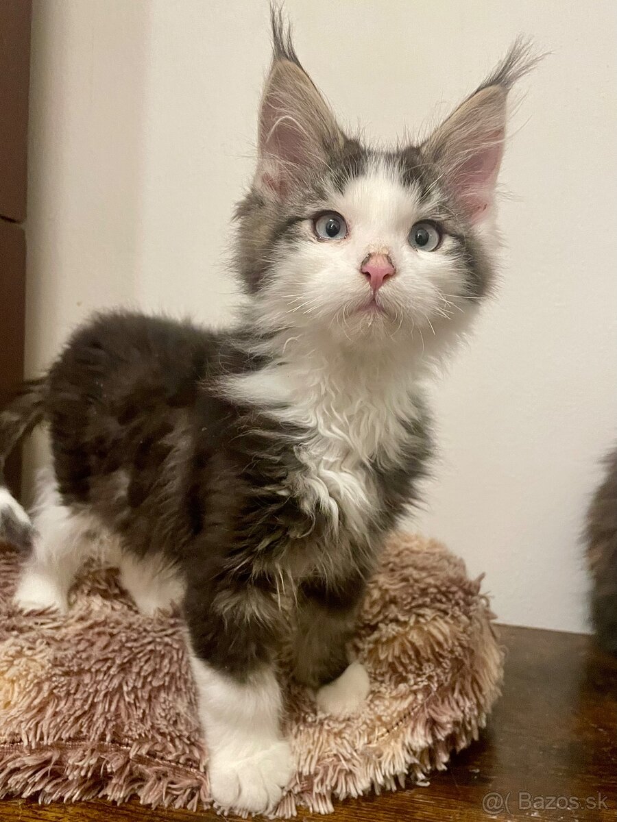 Mainská mývala bez PP - 2