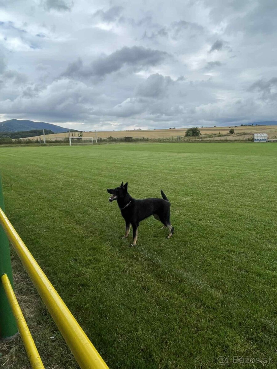 Nemecký ovčiak - 2