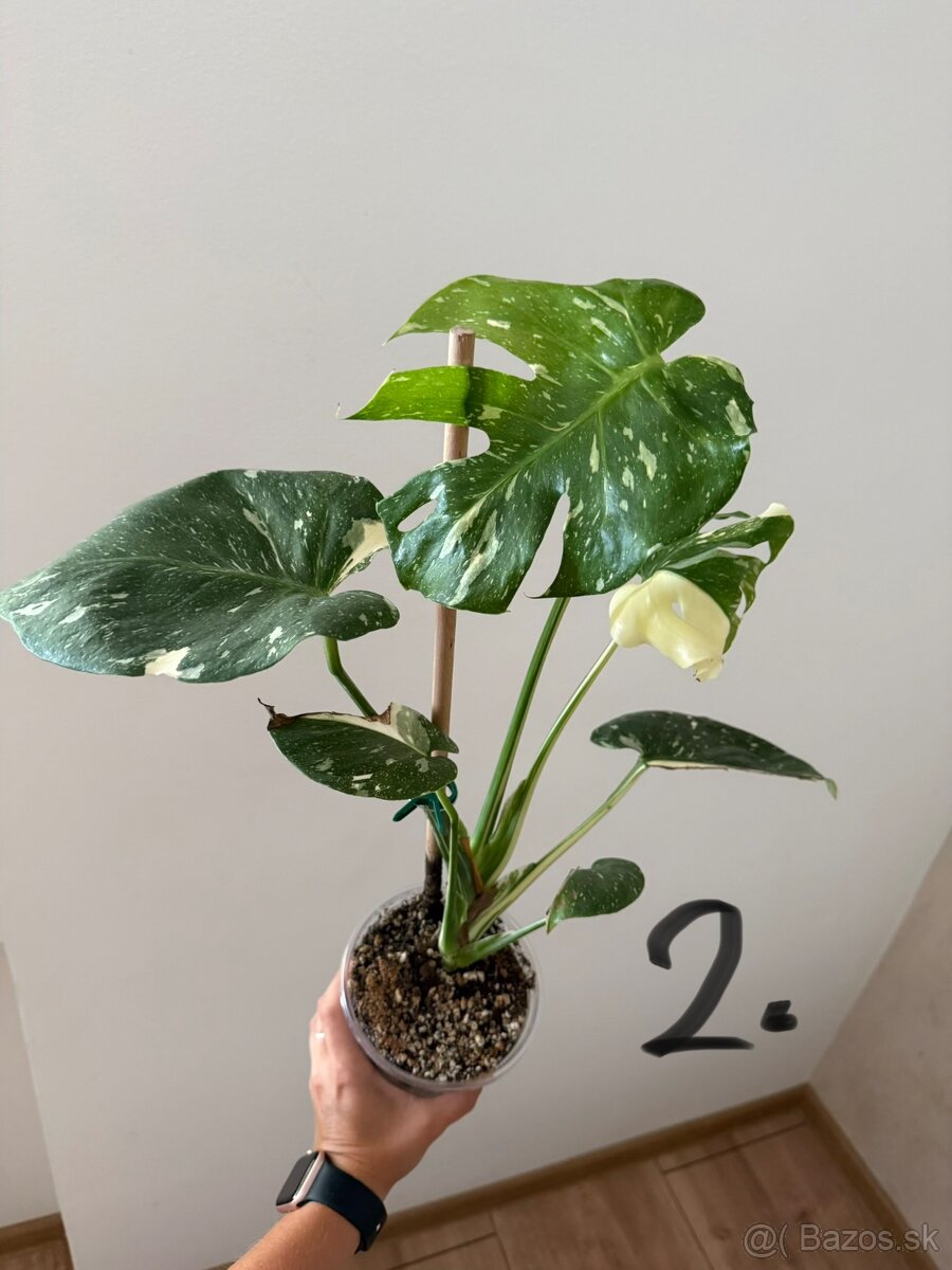 Monstera Deliciosa Thai Constellation - 2