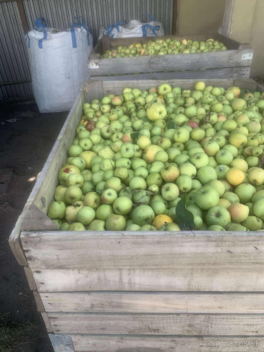 Predám jablká na kvas - 2