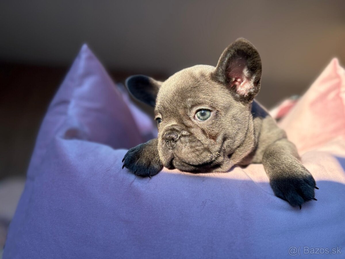 Francúzsky buldoček, buldog - 2