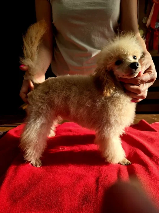 Predám psika toy pudel s pp fci - 2