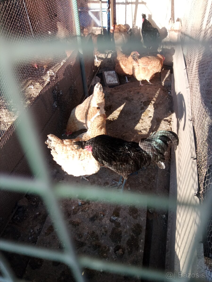 Kosovský kokrháč - 2