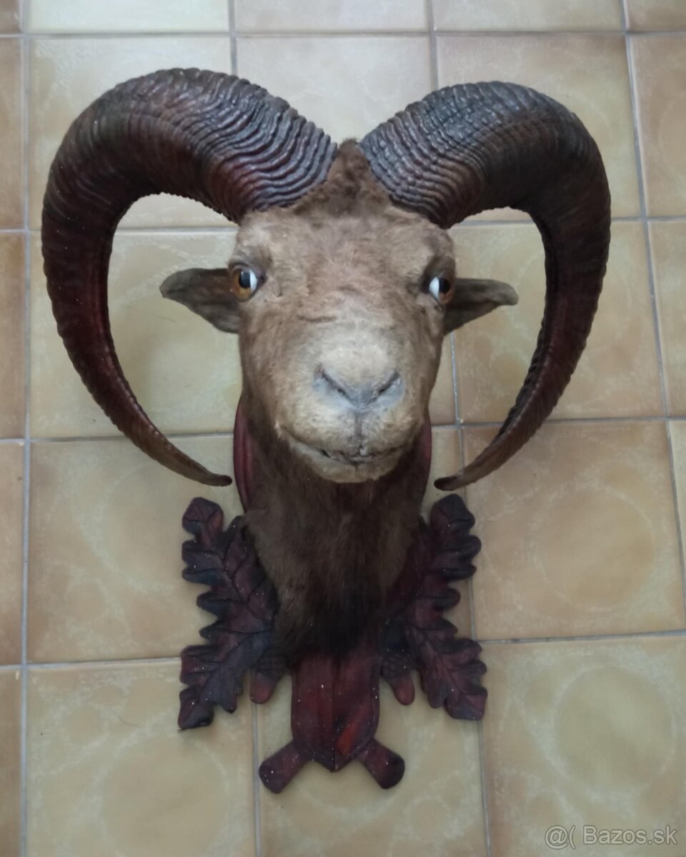 Predám vypreparovanú hlavu muflóna. - 2