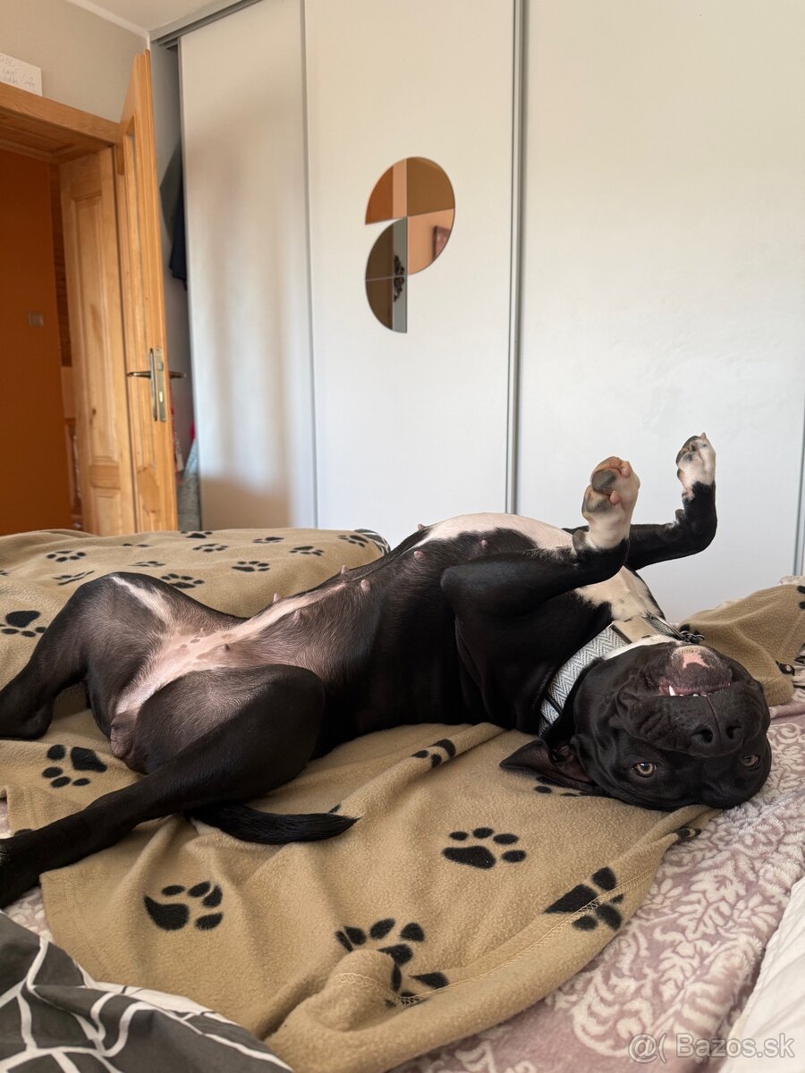 Stafordširsky terier - 2