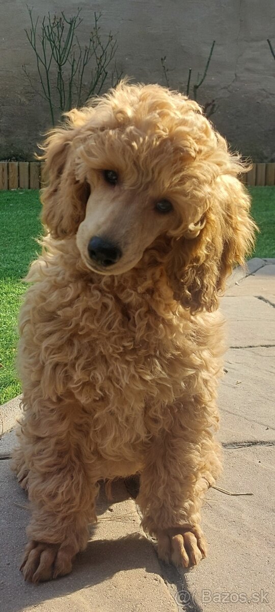 Pudel ( pudlik ) s PP - 2