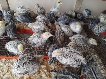 Predám japonské prepelice - 2