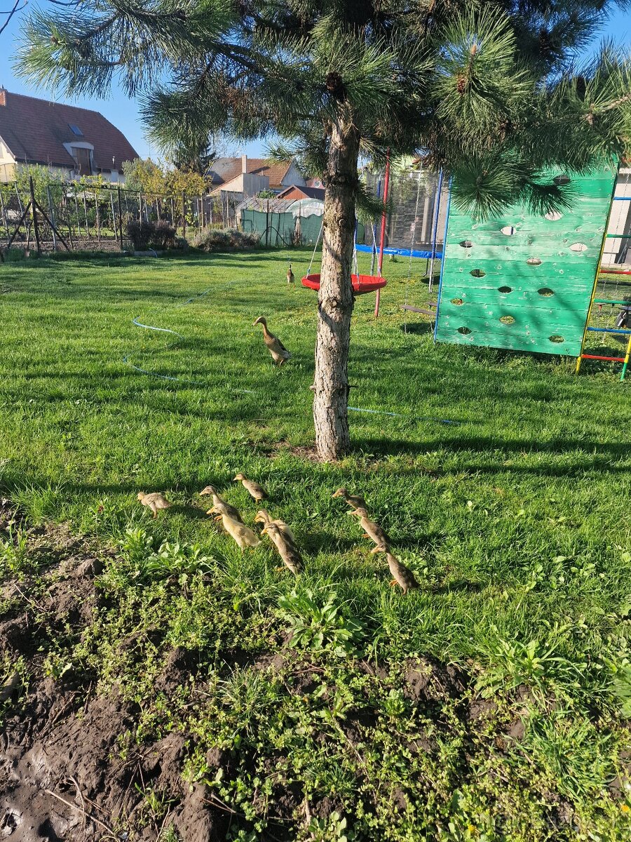 Indický bežec - 2