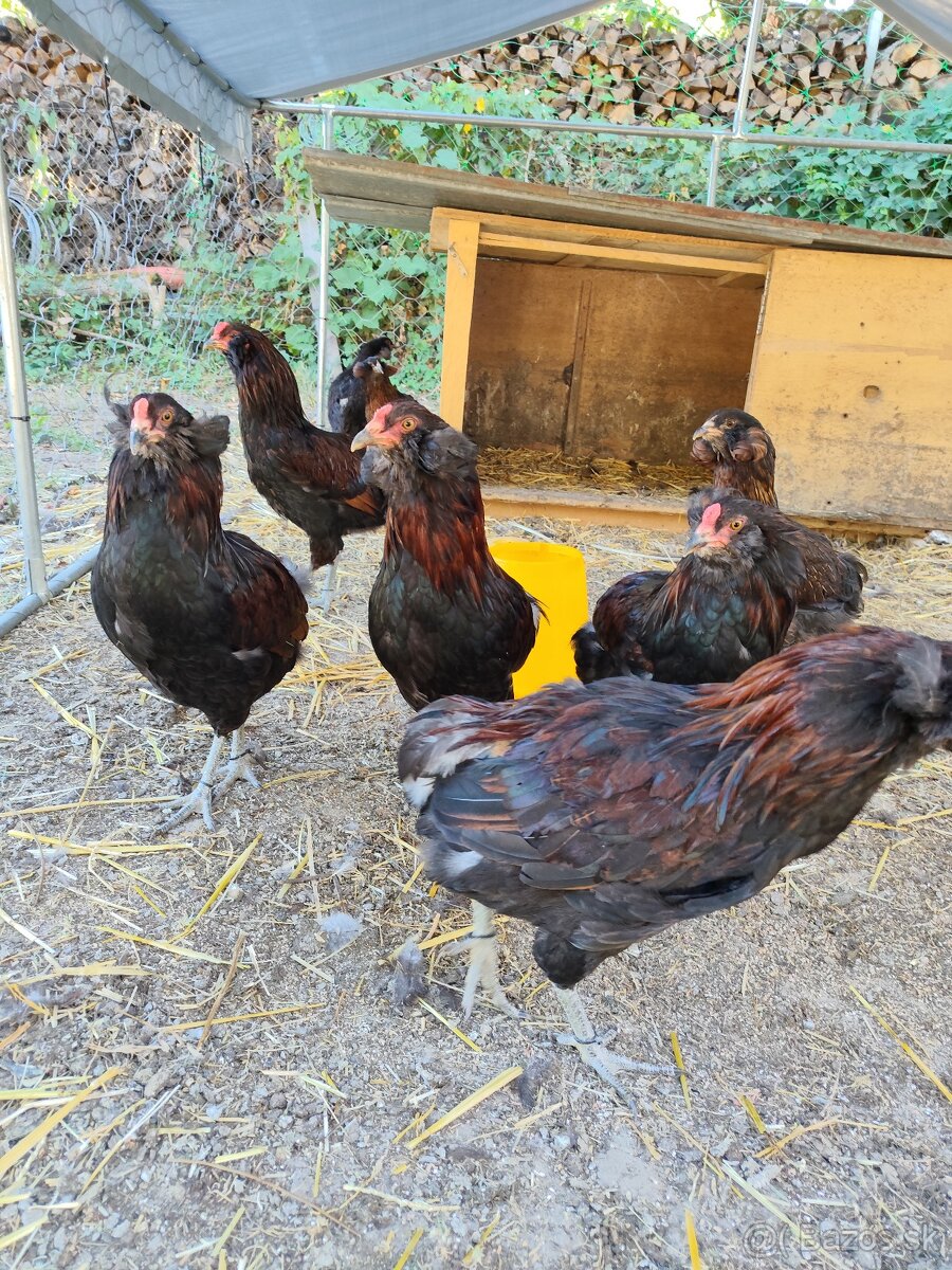 Araucana divoko sfarbená - 2
