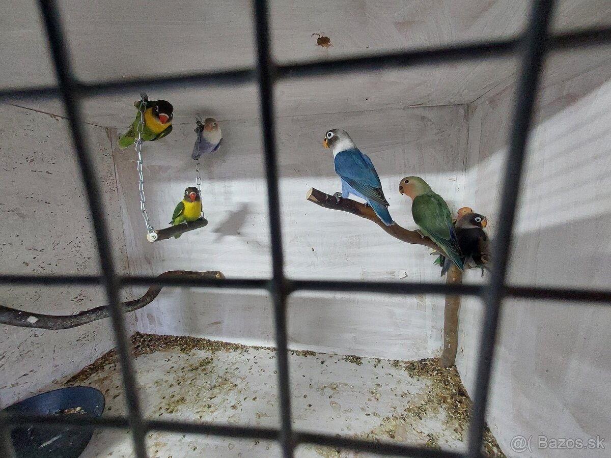 Predám agapornis - 2