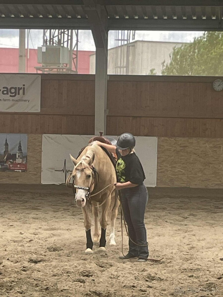 Krásná klisna QH - 2