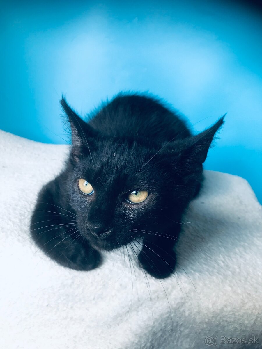 TOM SI HĽADÁ DOMOV VO VNÚTRI - 2