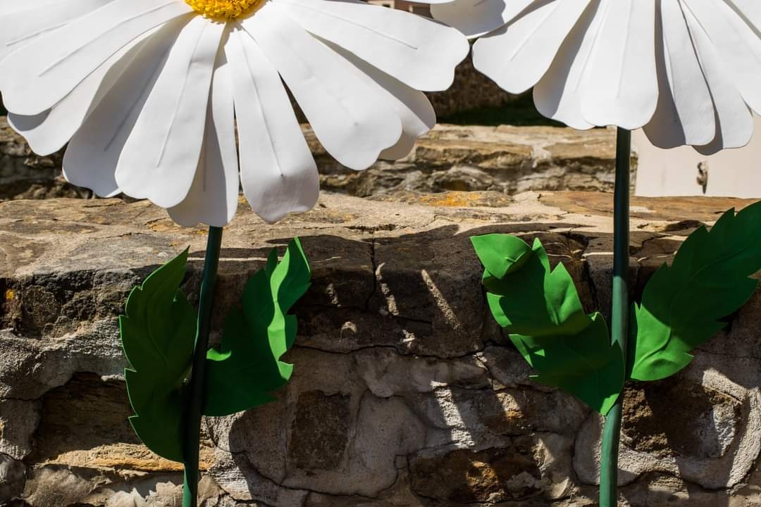 160cm margarétky - 2