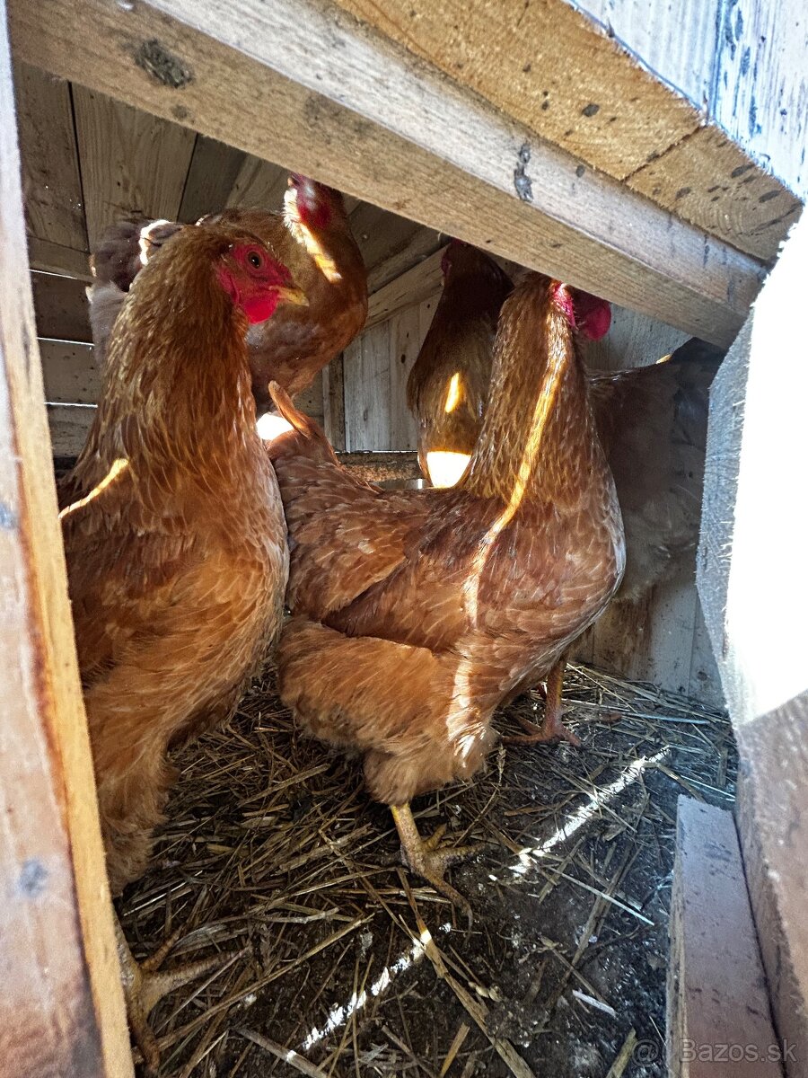 Chovný kmeň Oravka - 2