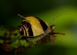 Řasožraví šneci - 2