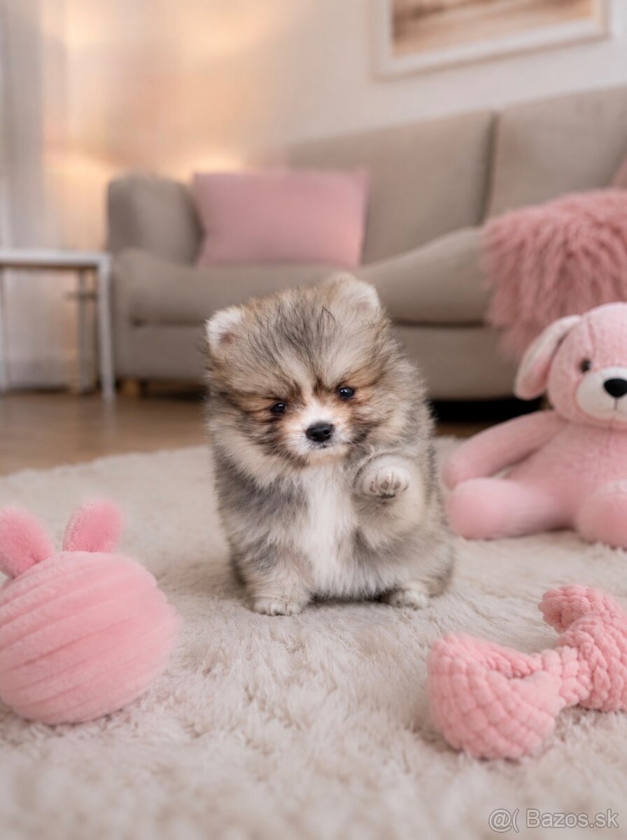🤍 Pomeranian mini 🤍 - 2
