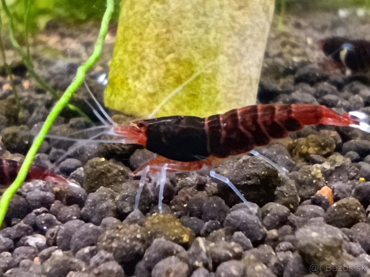 Dark red Ruby extrém - 2