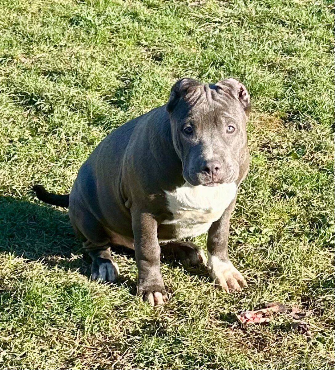 American Bully XL - 2