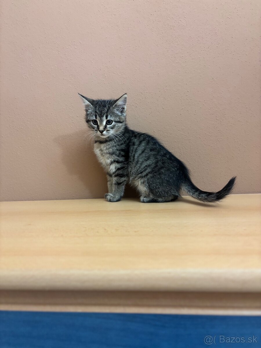 Darujem krásnu mačičku - 2