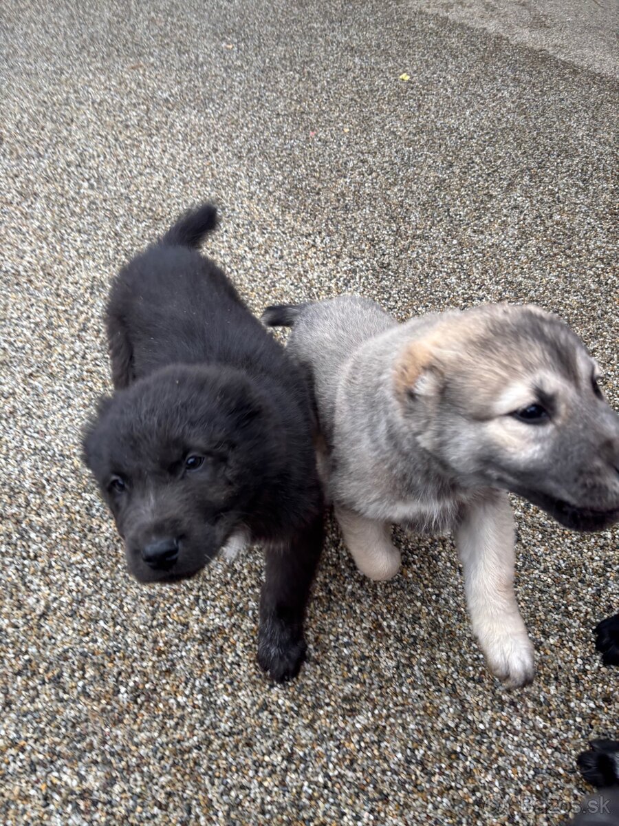 Stredoázijský ovčiak SAO s PP - 2