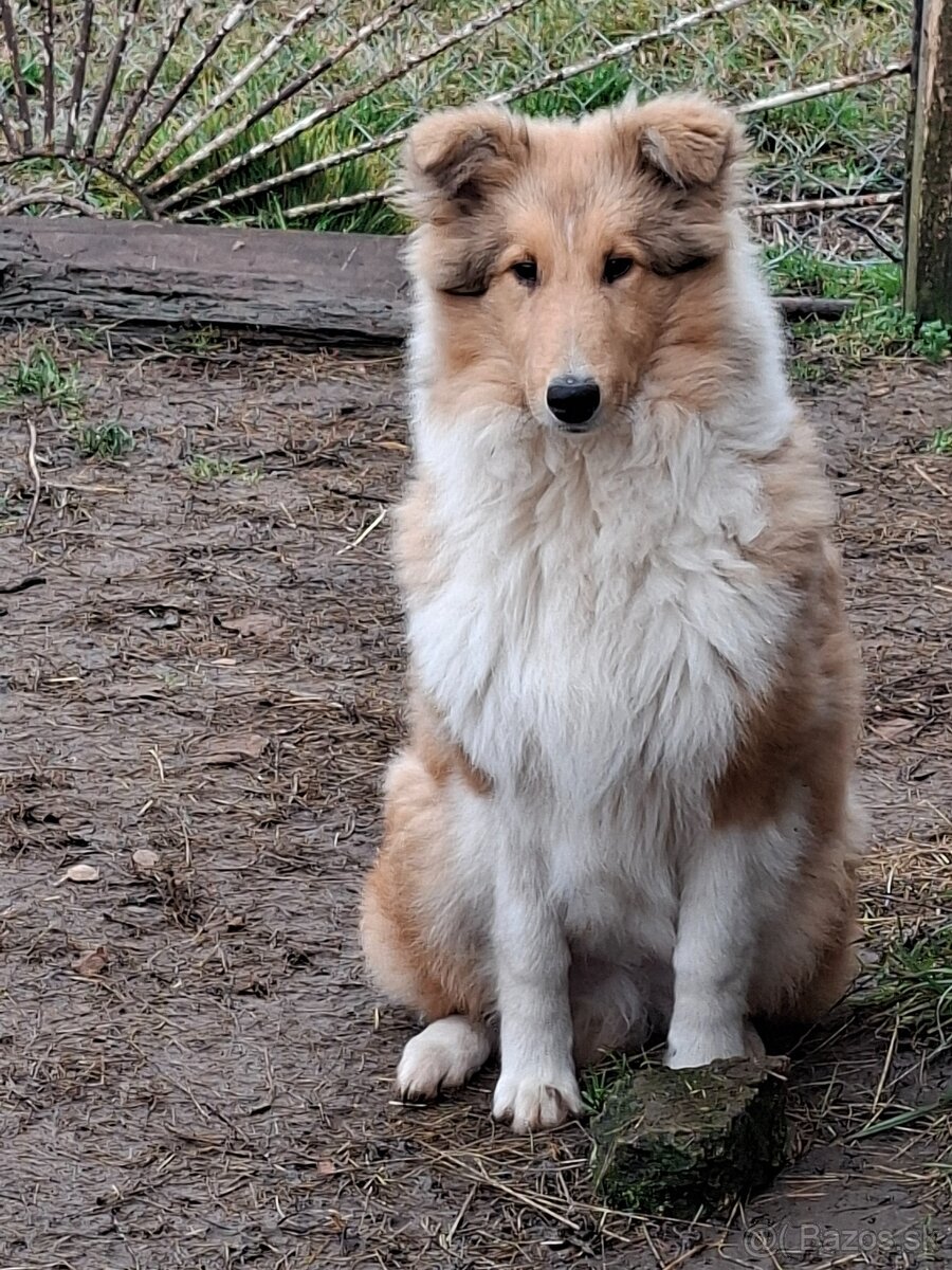 Kólia dlhosrstá - 2