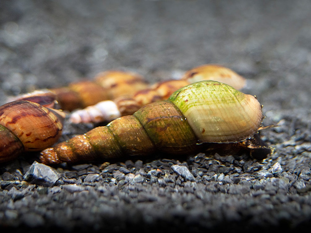Darujem - Slimák - Vežovka malajská - 2