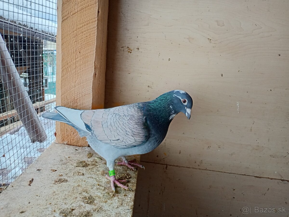 Poštové holuby - 2
