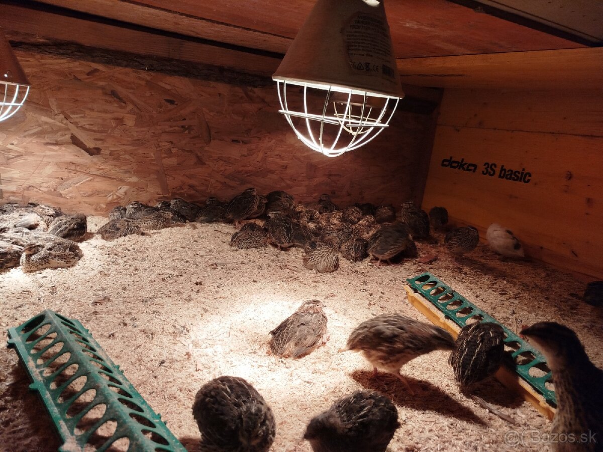 Japonské prepelice - 2