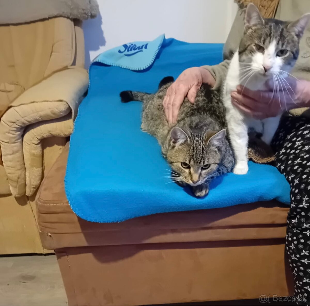 Darujem kocúrov - 2